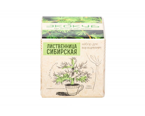 Набор для выращивания «Экокуб», лиственница сибирская