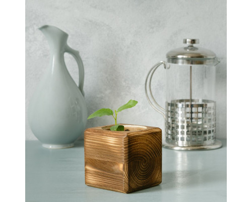 Набор для выращивания с органайзером «Экокуб Burn», акация