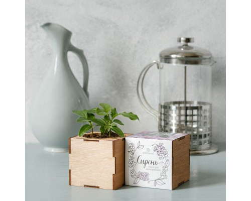 Набор для выращивания «Экокуб Lite», сирень