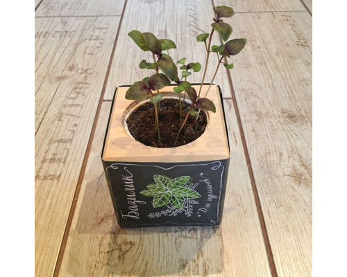 Набор для выращивания «Экокуб», базилик