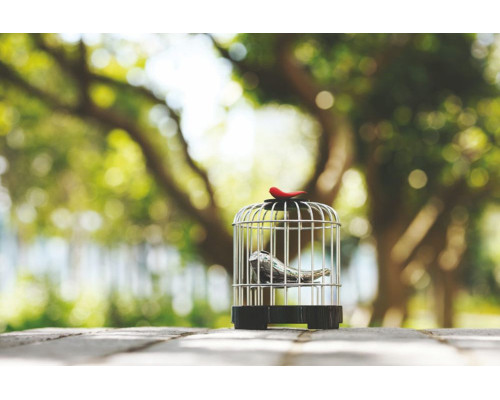 Музыкальный заварочный набор «Певчая птичка»