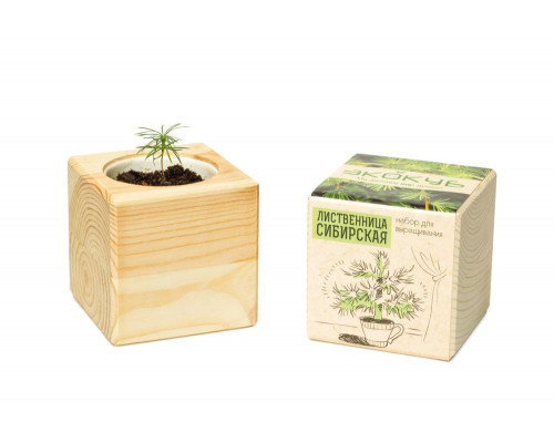 Набор для выращивания «Экокуб», лиственница сибирская